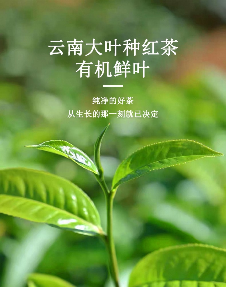 天養益 有機紅茶中國有機 歐盟有機 日本有機 美國有機認證 暖胃 養胃 提神 甜潤 花果香 散茶 50g