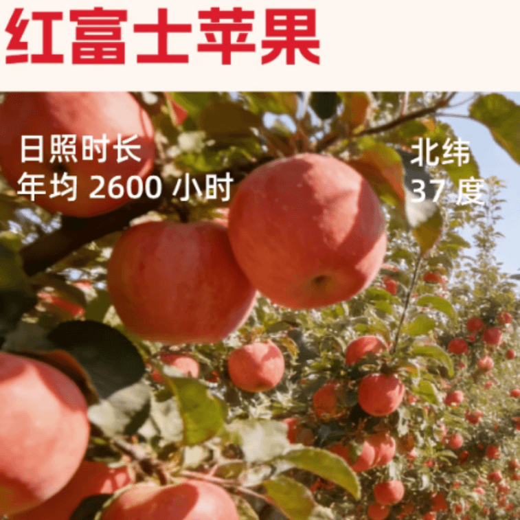 【中國直郵】 嚐示 蘋果乾山東紅富士無添加果乾含膳食纖維120g*1袋 3