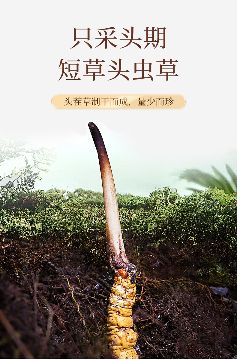  台湾同仁堂 冬虫夏草礼盒5g  西藏头期虫草干货滋补补肾润肺壮阳止咳化痰【手工甄选海拔4500的优质原料 虫草饱满色泽金黄】4000条规格草单根独立包装 过年送礼礼品
