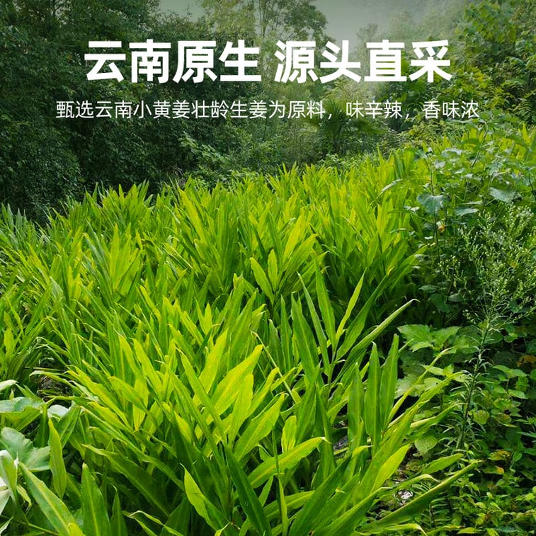 Yunnan Young Ginger Dried Slices 150g – Brew for Ginger Tea, Wellness Herbal Tea, Can Be Ground into Turmeric Powder, Ginger Strips for Decoction, Brown Sugar Ginger Tea, Warms the Middle 6