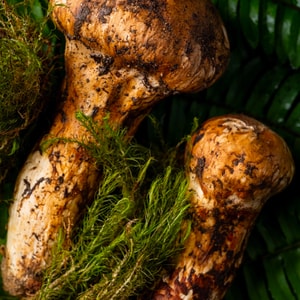 【Yunnan Specialty】Ready-to-Eat Mushrooms, Matsutake Flavor (260g)