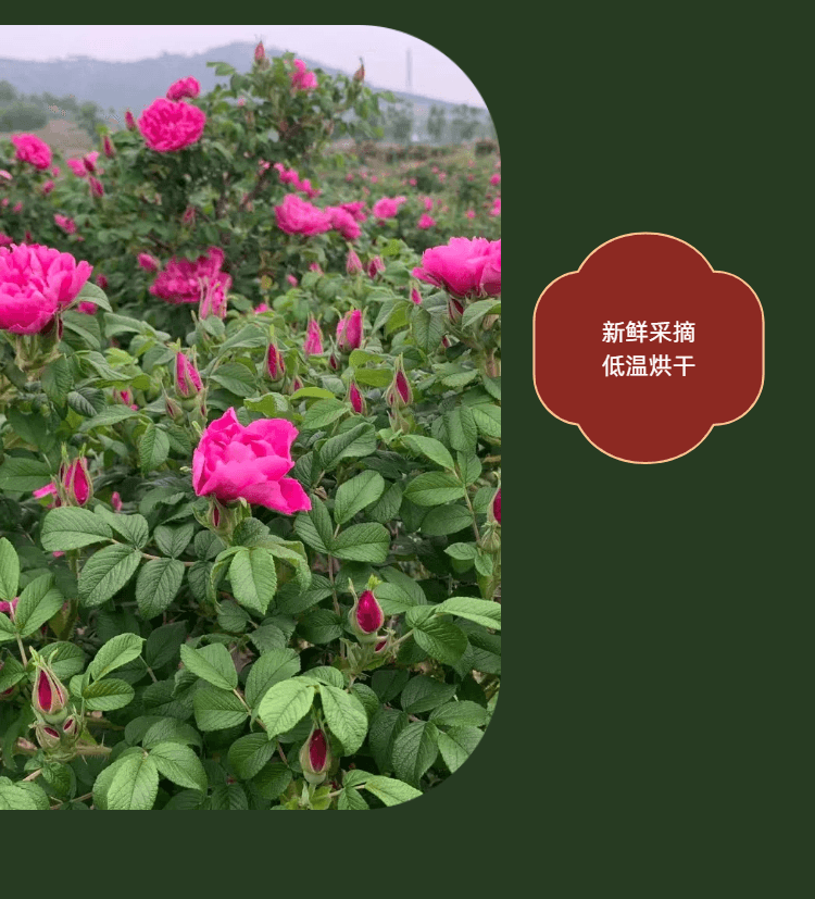 Sulfur-free Shandong Rose Flowers 90g