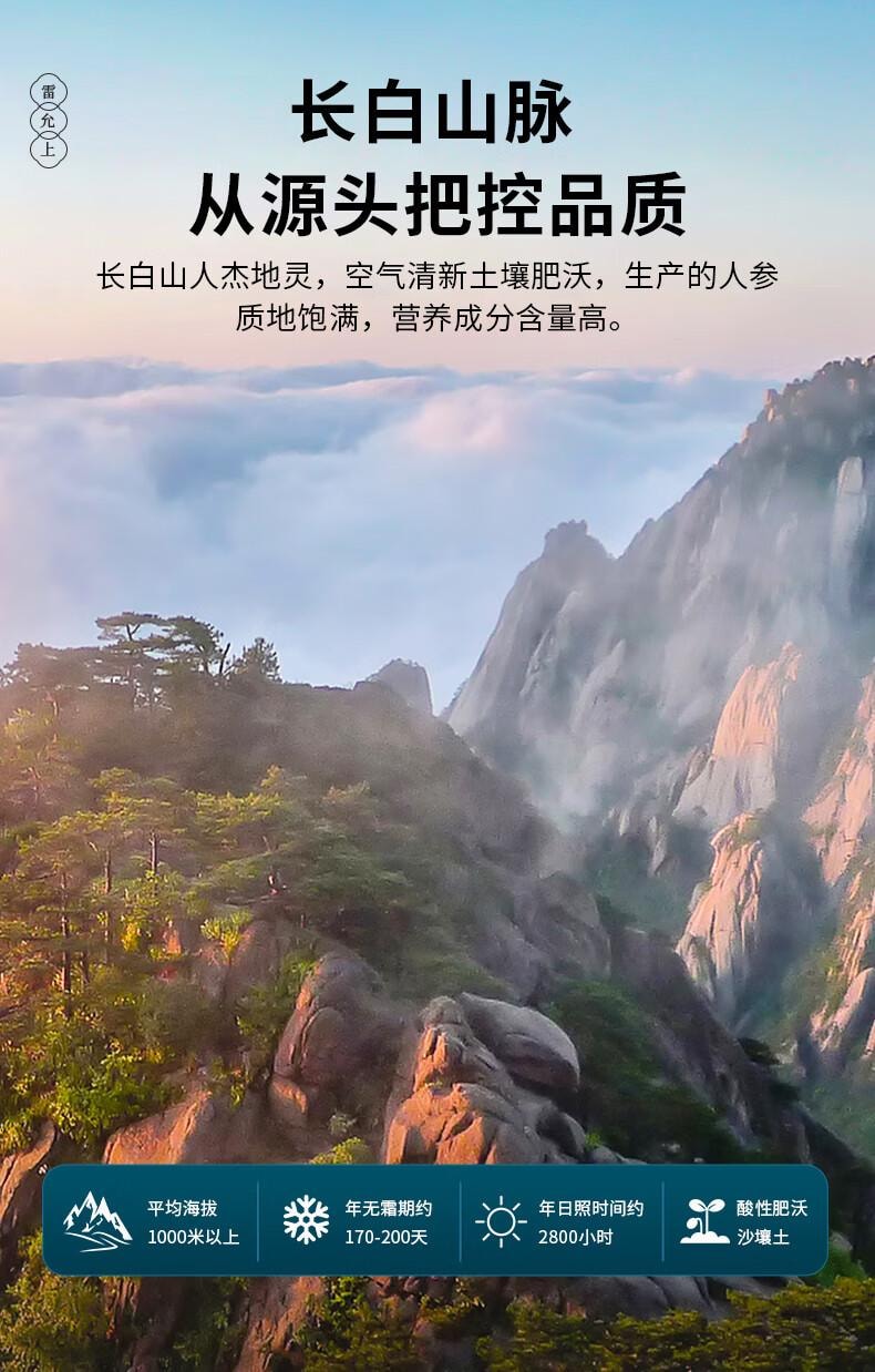 【只用5年足龄参大片】雷允上红参片100g大片长白山人参片高丽参泡茶人参皂苷中老年养生滋补营养品【不加糖 自然晾晒】体虚欲脱 四肢寒冷秋冬进补佳品