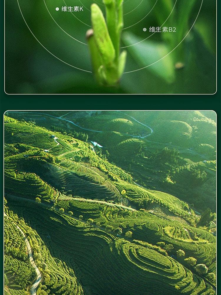 【中国直邮】李陌茶荒野白牡丹福鼎白茶早春采适口甜润小方片尊享礼盒装120g