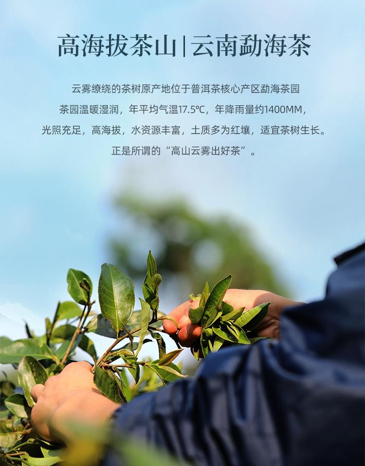 中茶 雲南普洱茶葉 熟茶Y562 罐裝 100g