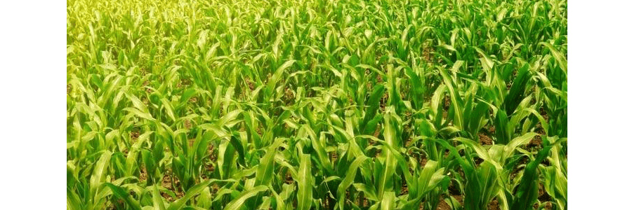 兴龙垦  生态小镇  有机玉米粉 2lb  USDA认证