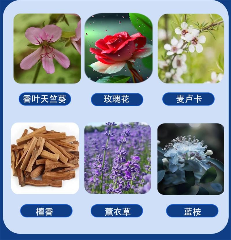 香港大药房 晚安贴 精油好眠贴 快速入睡草本植物薰衣草睡眠贴  10贴/盒