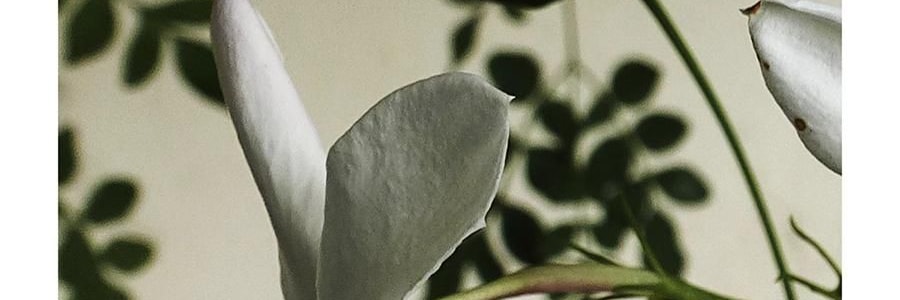 RE CLASSIFIED RE調香室 無火香薰 香氛揮發室內臥室持久 月落桂子(花版) 150ml