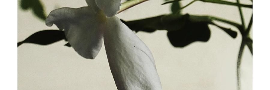 RE CLASSIFIED RE調香室 無火香薰 香氛揮發室內臥室持久 月落桂子(花版) 150ml