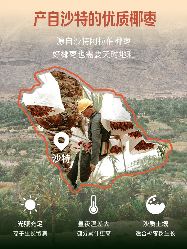 Saudi Arabia Date Palm 105g