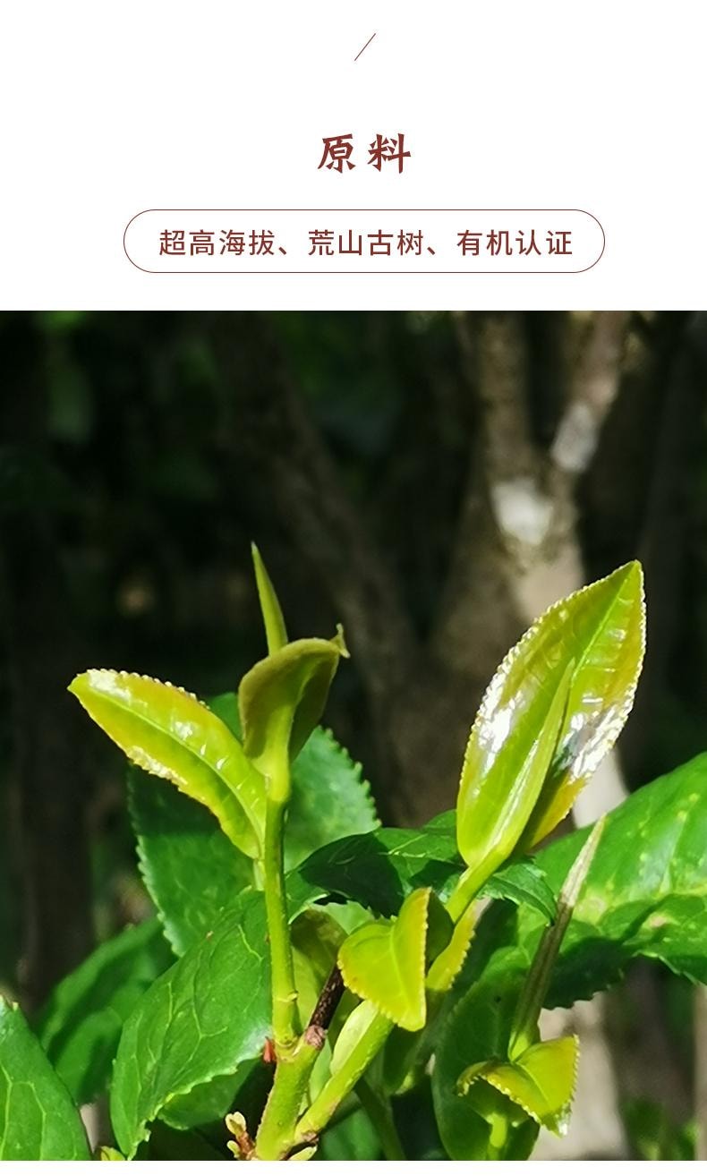 小师姐评茶 野径芳华 云南荒野白茶 2300米超高海拔茶园茶叶 传统工艺 30克
