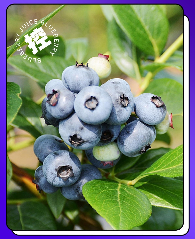 【中國直郵】默小吉 藍莓原漿原液藍莓果飲鮮果飲料天然花青素210ml/盒
