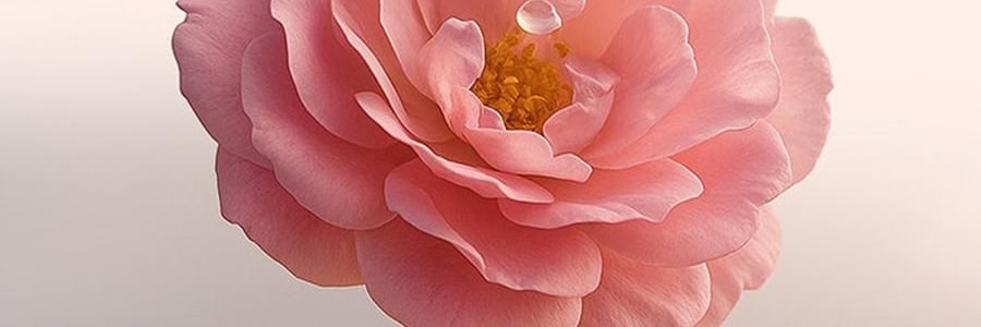 YUSUMTONG羽心堂 凡多姆玫瑰花冠王 藍色包裝 30g