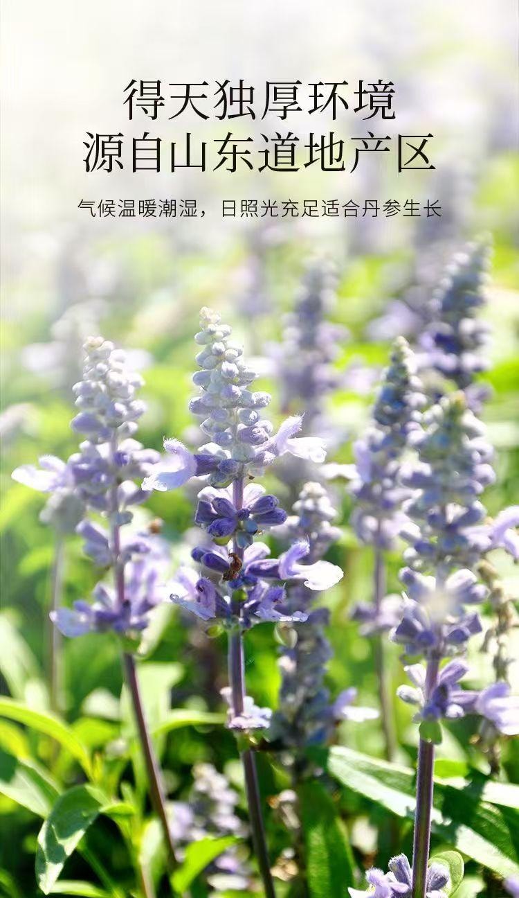  杞里香 產地直供 原色紫丹參 主根大片 肉質飽滿 250g