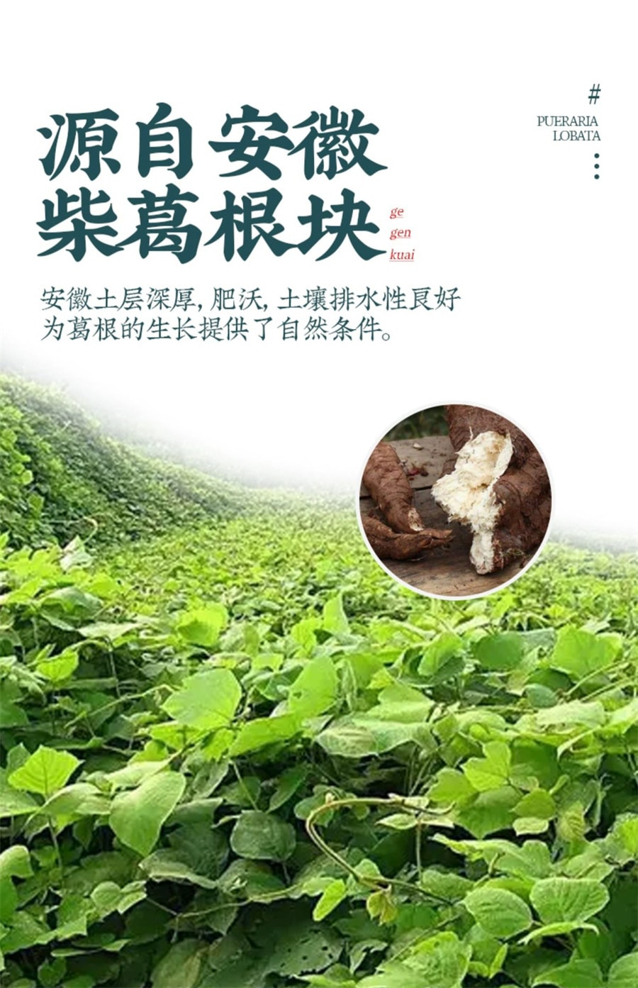 【中國直郵】北京同仁堂 葛根塊中藥材新鮮柴葛根乾片泡茶喝煲湯原料 250g/罐