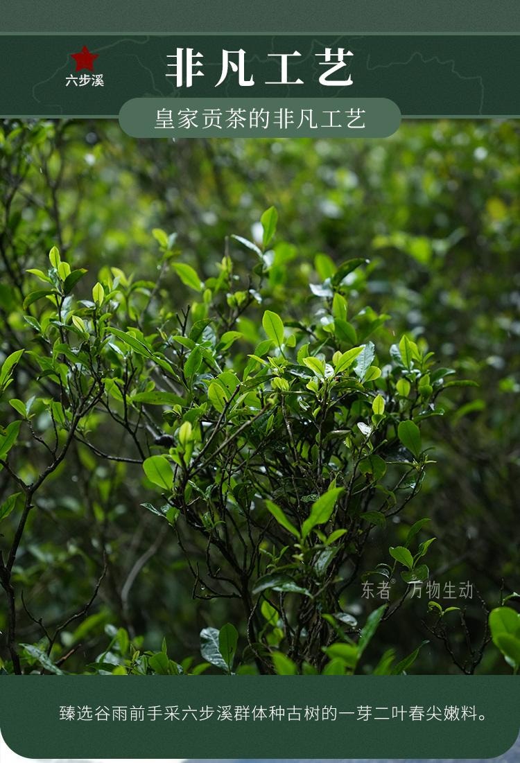 【美國現貨秒發】小師姐評茶 天尖薄片 安化黑茶茶葉 2017年荒野老樹六步玲瓏 60克(10片)