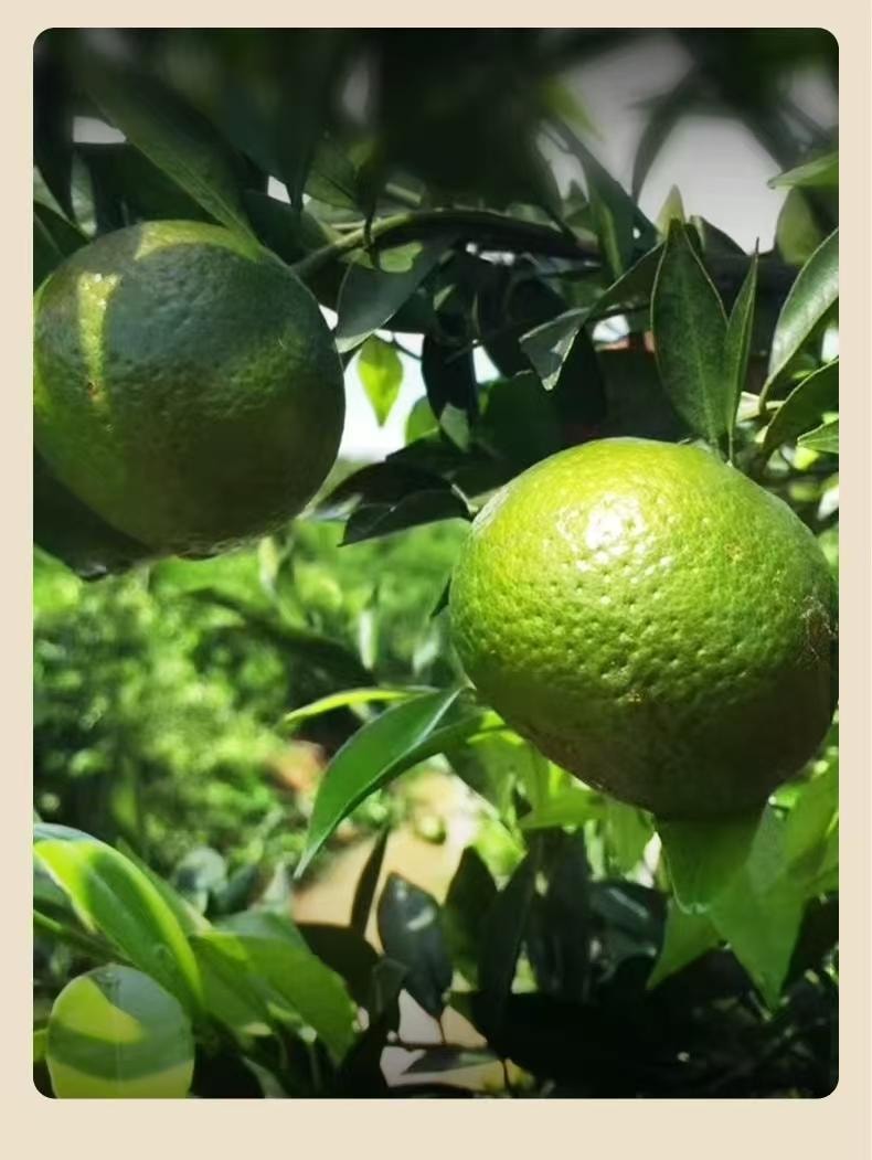 杞里香 宁夏银川特产 道地八年陈皮 85克 干货礼盒装 泡茶煲汤 足年陈化 道地产区 回味甘醇