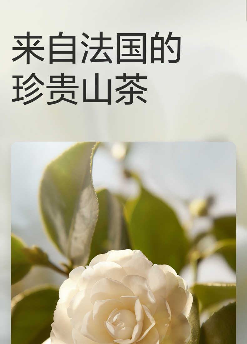 【美国直邮】 Bc Babycare 山茶轻柔婴儿纸尿裤 L码-40片/包 适用月龄7-12个月(9-14kg)