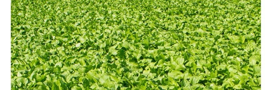 時樸 精選梅干菜 150g【可紅燒燁煮製作梅菜扣肉】【胖東來同款】