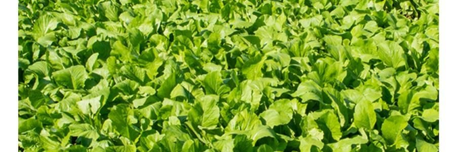 時樸 精選梅干菜 150g【可紅燒燁煮製作梅菜扣肉】【胖東來同款】