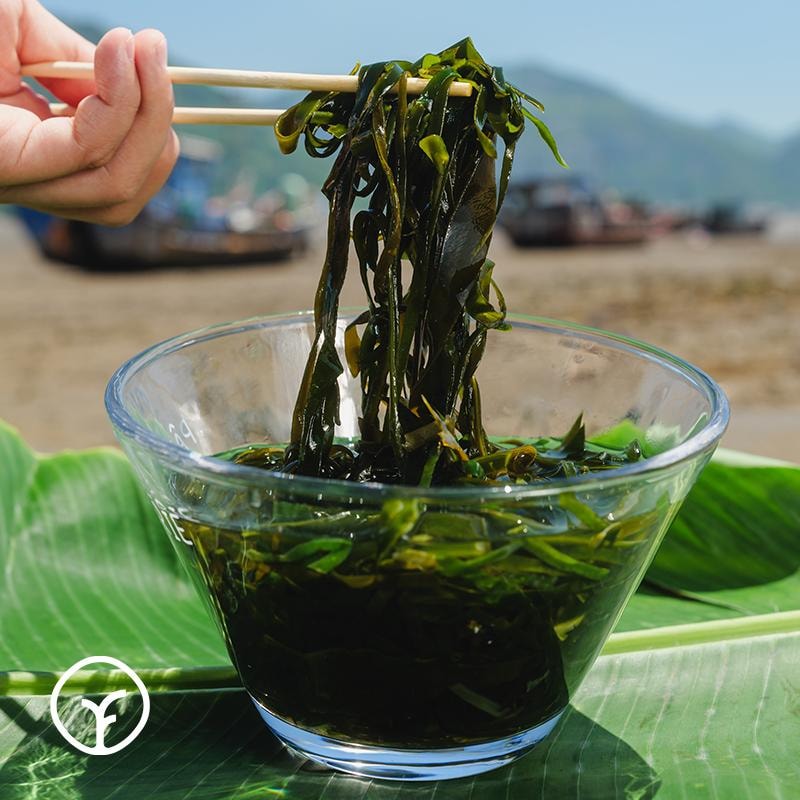 远方好物 【火锅搭子 霞浦食客有机压缩海带丝 (16gX10)】 15倍左右泡发率 0防腐0钠配方 真空包装更好保存