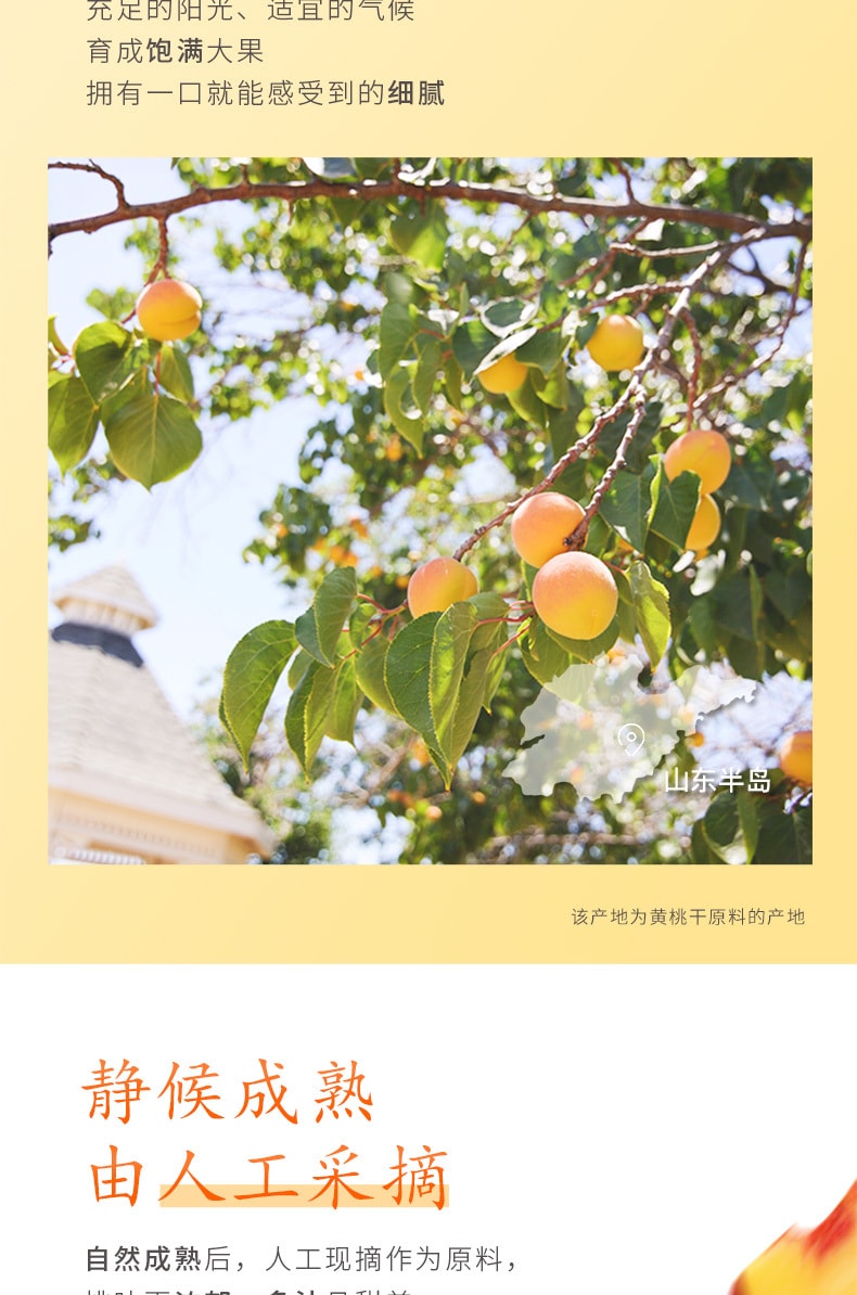[China Direct Mail] BE-CHEERY Dried Yellow Peach 100g