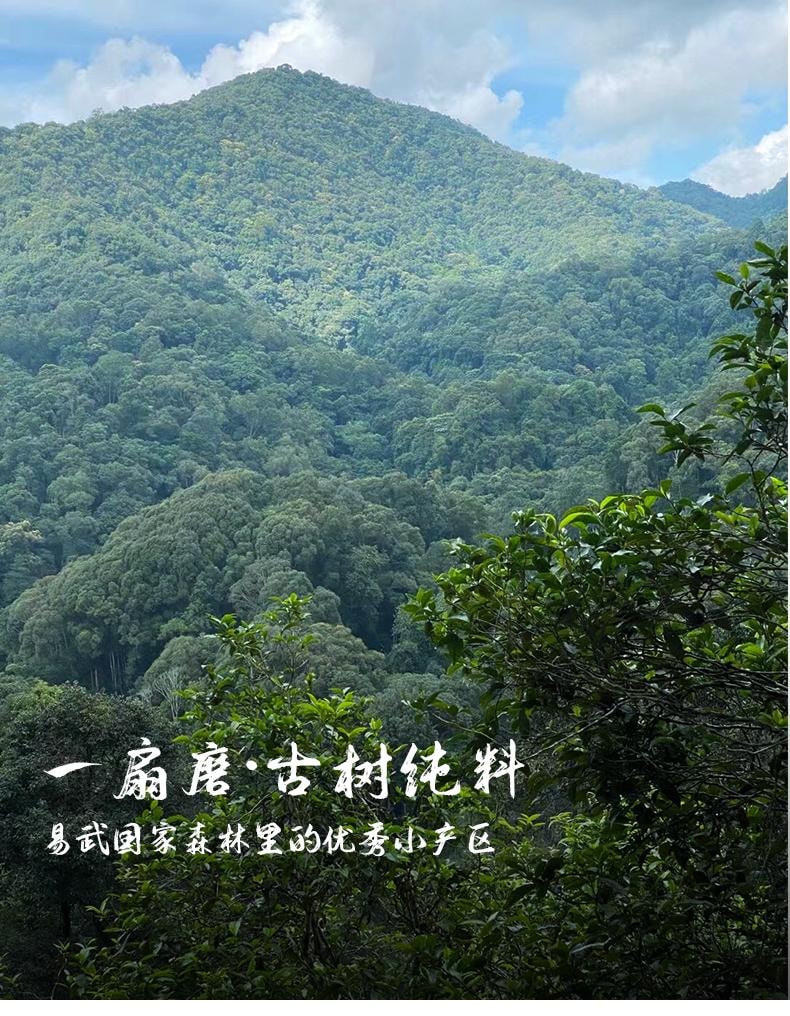 小师姐评茶 【美国现货秒发】 一扇磨普洱生茶茶叶 易武国家公园核心产区古树纯料 100克