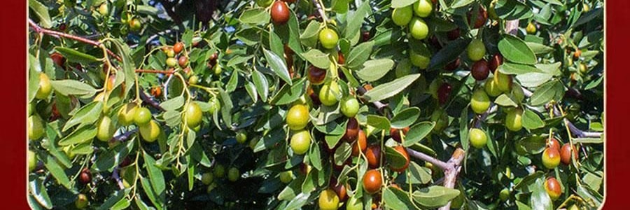 维汉 特级去核灰枣 新疆红枣大枣 500g【山姆同款】