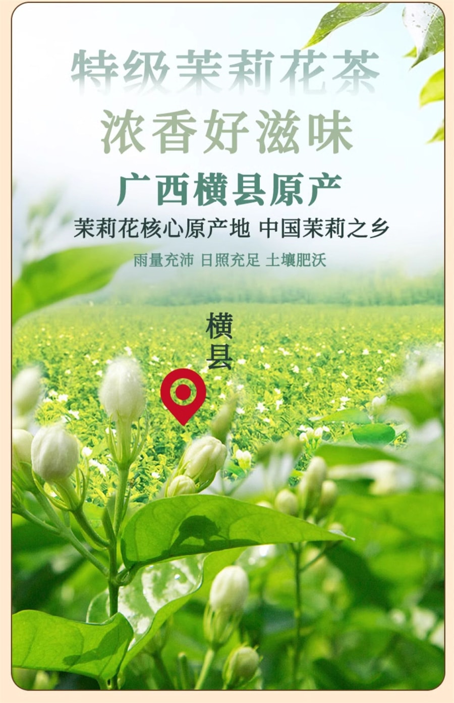 【中國直郵】張一元 茶葉茉莉花茶茉莉香茗濃香型春茶新茶(茶語)特級100g罐裝