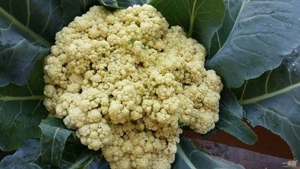 Chinese Cauliflower (1.5lb)