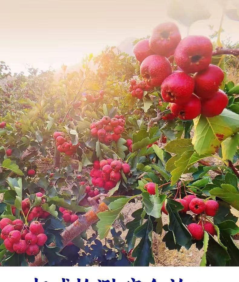 【中国直邮】  三关六码头 去核甘草山楂 果脯蜜饯 260g*1罐