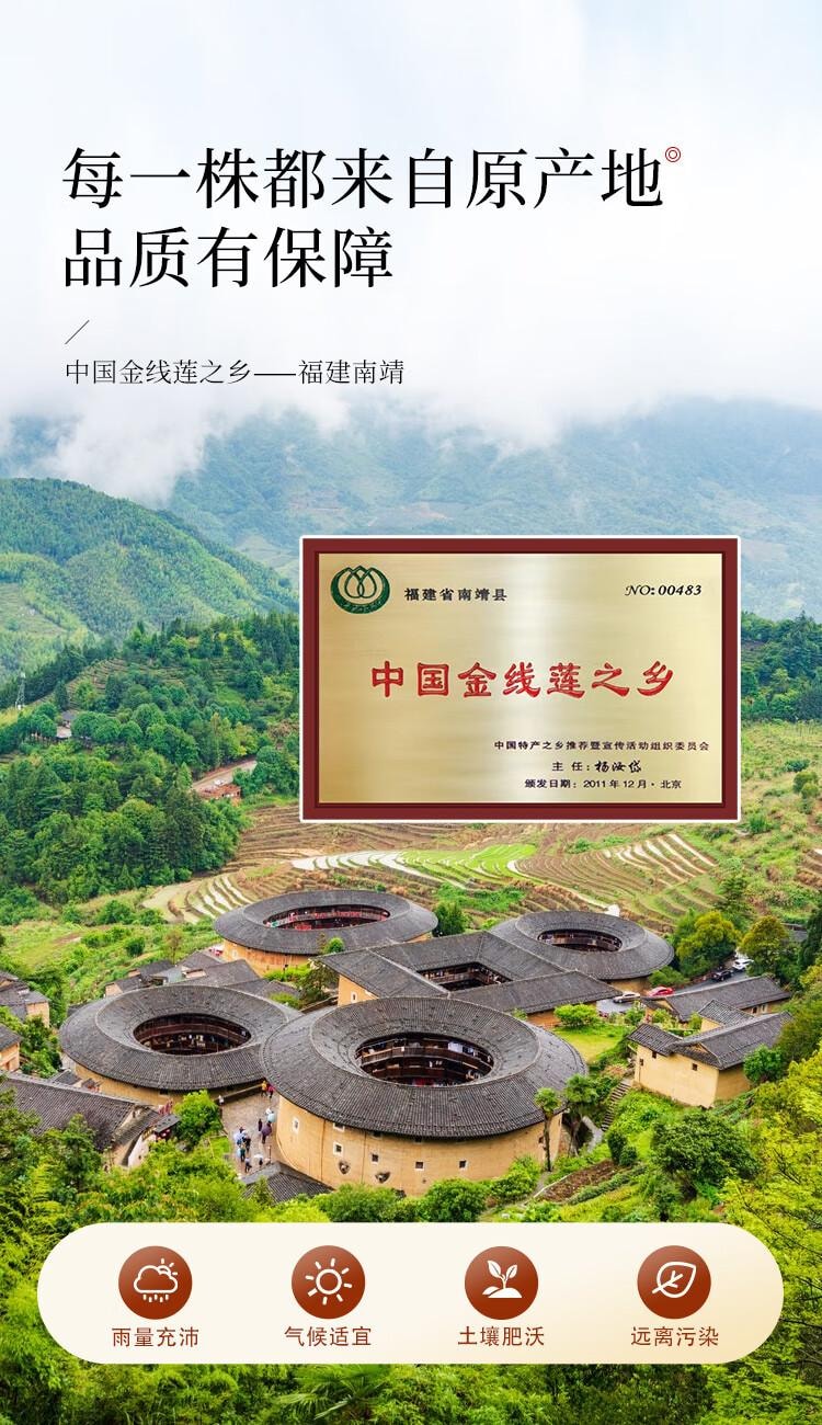 【中国直邮】  半山农【整株】金线莲  养生肝茶 熬夜上火 可煲汤泡水 10g