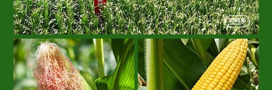 三胖蛋 甜糯玉米 真空锁鲜苞米 1根 228g【加热即食】【低卡粗粮代餐】【内蒙古特产】【亚米独家】