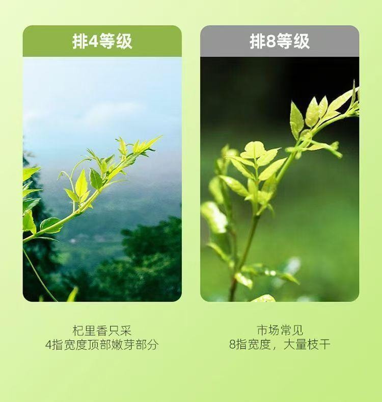 杞里香 神秘湘西特產 高山芽尖 明前手採永順莓茶 30g 回甘茶飲 張家界地標 茶界奇珍 白霜豐富