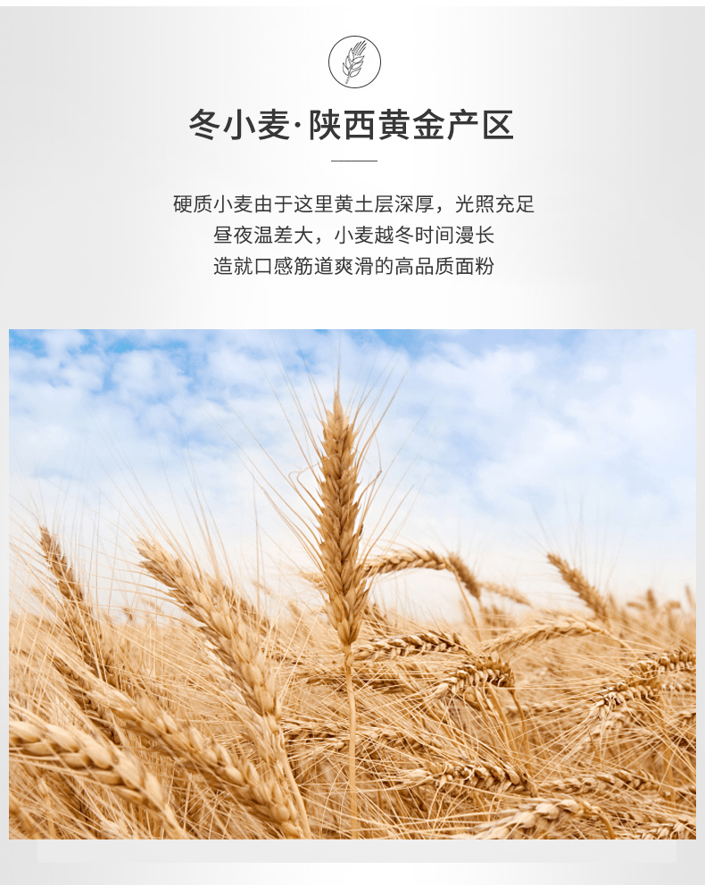  秦食皇 蒟蕎麵 速食粗糧麵300g【健康代餐 亞米獨家】