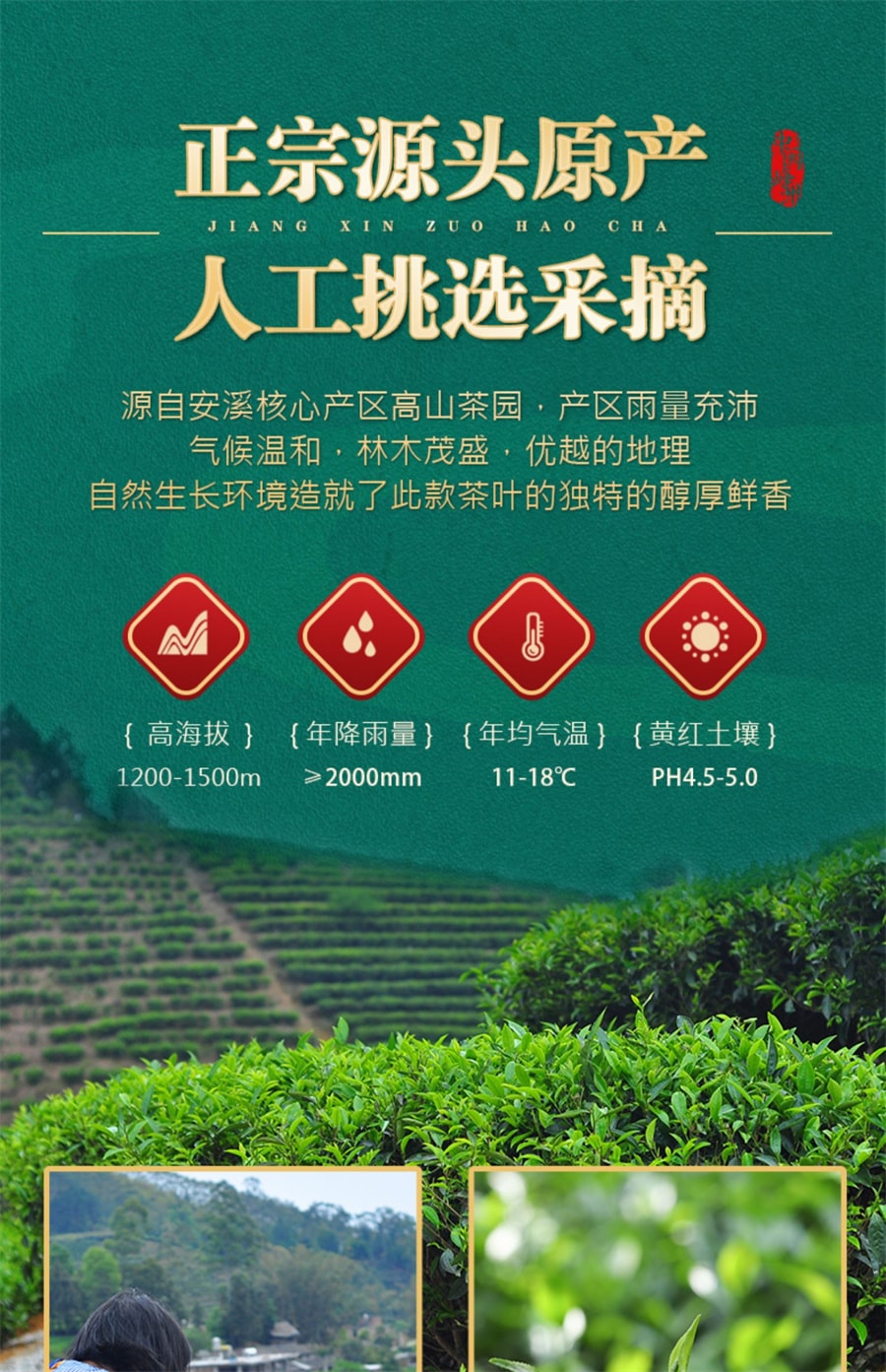 【中国直邮】 中闽峰州 安溪铁观音特级浓香型茶叶2025新茶乌龙茶春茶礼盒装  500g/罐