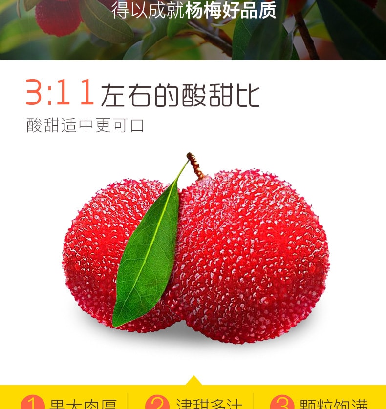 [China Direct Mail] BE-CHEERY dried bayberry 100g