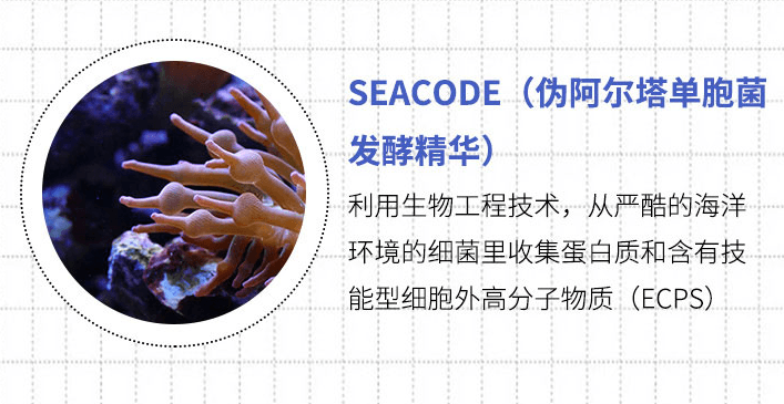 【日本直郵】RECORE SERUM DDS小星星 海藻幸福海洋面膜 50ml 抗氧緊緻(舊版海洋面膜停賣)