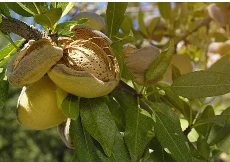 鲜记 巴旦木288g