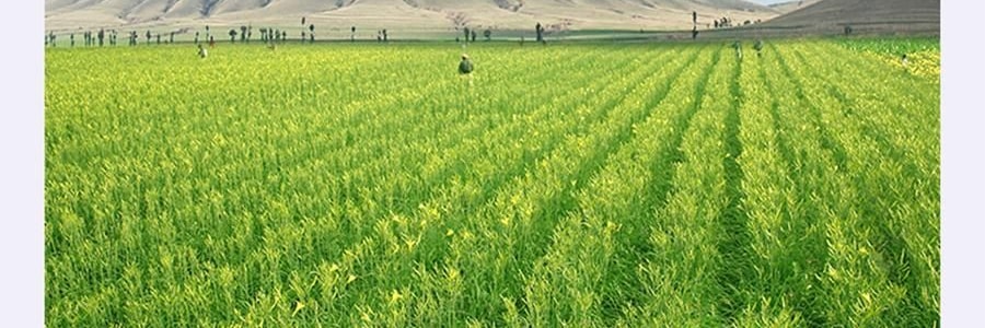 时朴 有机黄花菜 100g【山西大同干蔬菜】【胖东来同款】【可煮火锅炒菜】