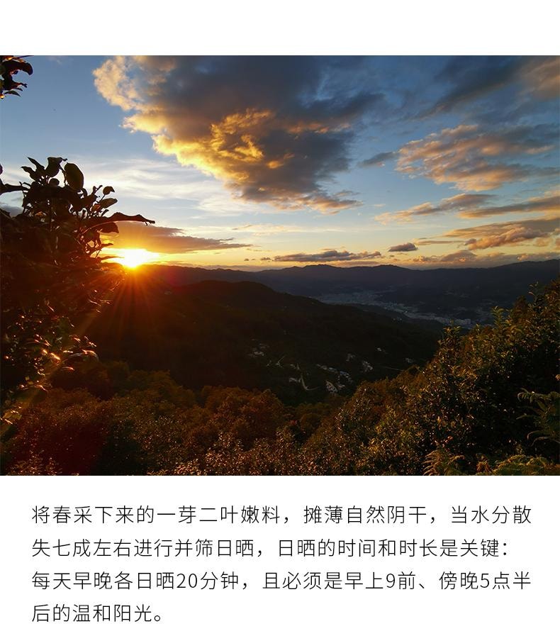 小师姐评茶 野径芳华 云南荒野白茶 2300米超高海拔茶园茶叶 传统工艺 30克