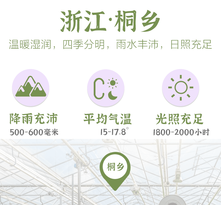 Sulfur-free Zhejiang Chrysanthemum Buds 90g