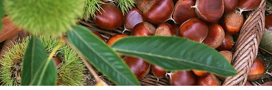 日本LA CHEETA 纯天然有机种植开口带壳甜板栗 4包入 240g USDA认证