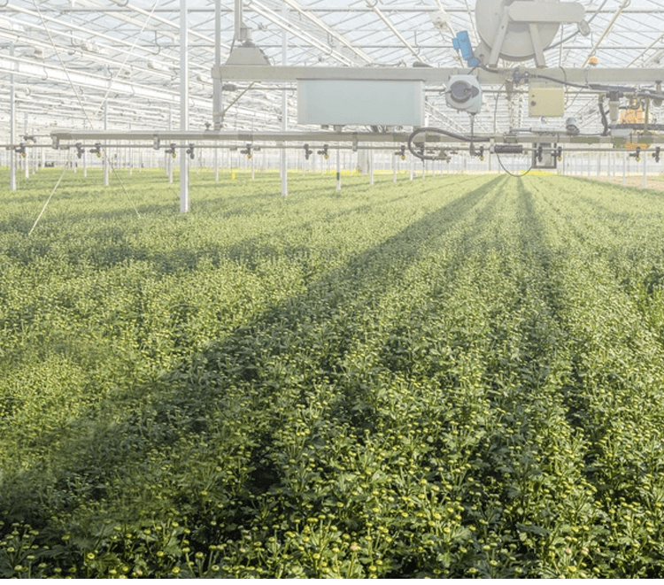 Sulfur-free Zhejiang Chrysanthemum Buds 90g