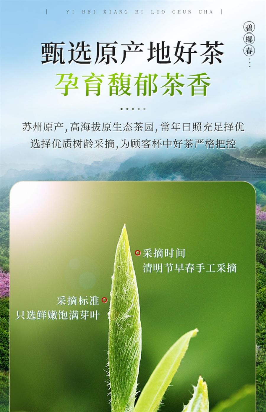 【中国直邮】 一杯香 明前碧螺春茶叶绿茶春茶自己喝新茶浓香  250g/罐