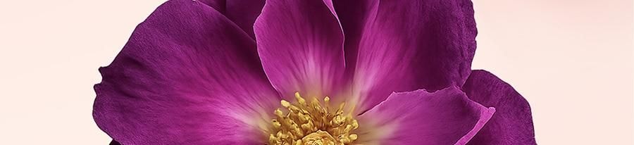 YUSUMTONG羽心堂 凡多姆玫瑰花冠王 藍色包裝 30g