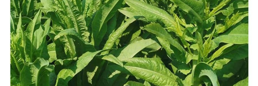 時樸 精選貢菜乾 80g【口感清脆 色澤自然】【可涼拌涮火鍋】