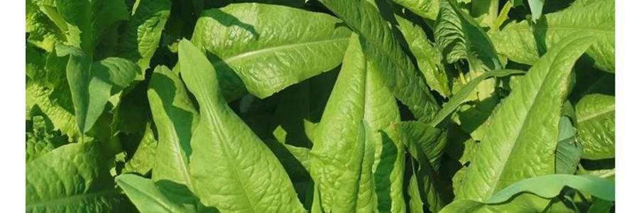 時樸 精選貢菜乾 80g【口感清脆 色澤自然】【可涼拌涮火鍋】