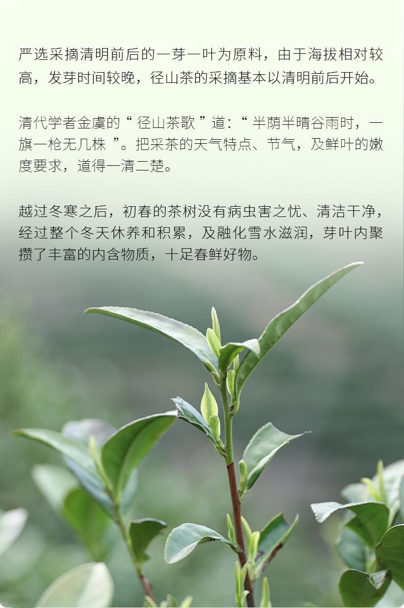 【美国现货秒发】小师姐评茶 径山茶茶叶 2025头采高山绿茶有机茶 非遗工艺 50克