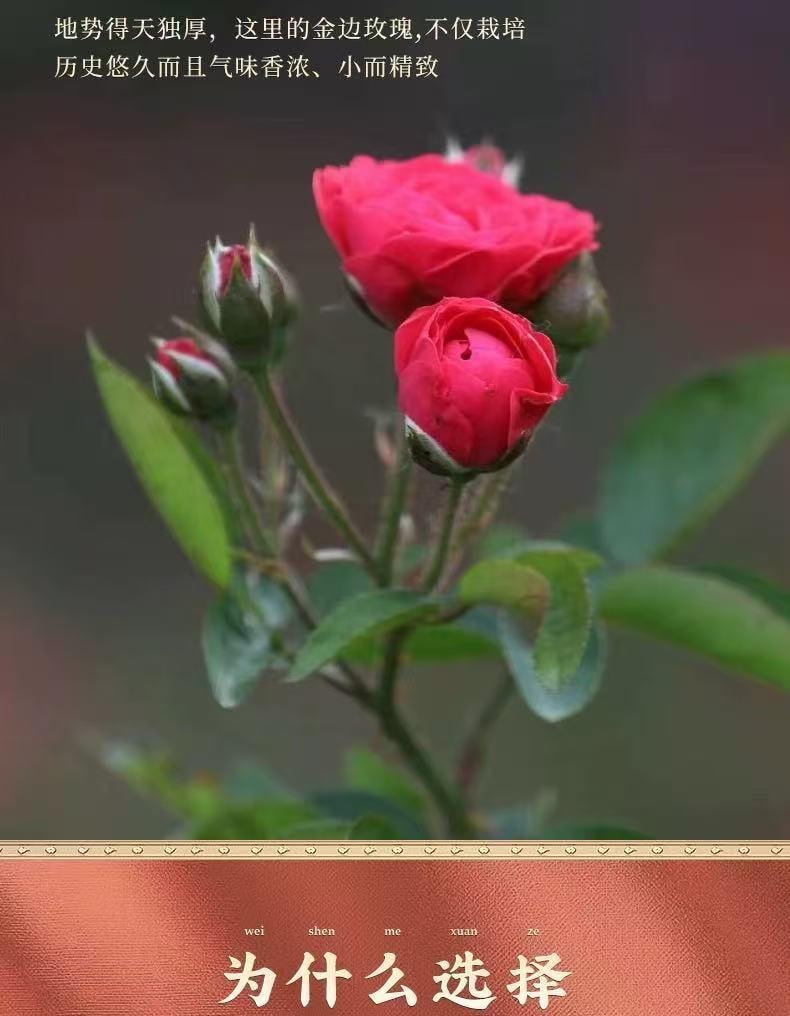 花願 頭茬無硫金邊玫瑰 養生茶湯 雲南直採 富含維C 抗氧化 疏肝醒脾 活血散瘀 調經止痛 行氣活血 心煩意亂喝 55g±3克
